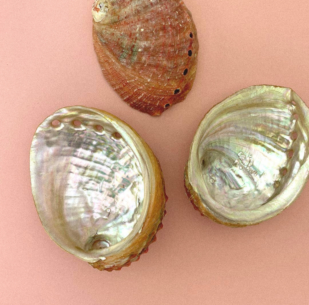 Abalone Seashell Smudge Bowl